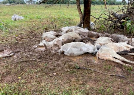 Gado morto pelo frio em MS chega a 2,7 mil cabeças: entenda se a carne pode ser consumida