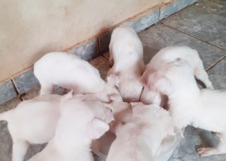 Cachorros para adoção em Itaporã (fotos)