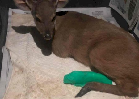 Filhote de veado é resgatado ferido após atropelamento em Maracaju