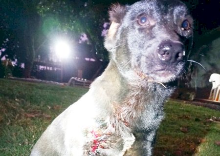Polícia Militar de Itaporã é acionada após cachorro ser atingido por disparo de arma de fogo