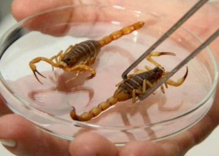 Calor favorece aparecimento de escorpiões, mas importante é evitar lixo e entulho em quintais