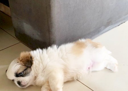 Ladrão Rouba Cachorro de Residência em Itaporã