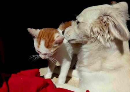 Veterinária de MS explica como deve ser banho em cães e gatos para evitar doenças e mau cheiro