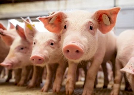 Carne suína fica mais cara que outras proteínas e perde competitividade