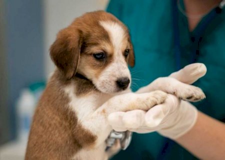 Inédito no Estado, programa MS Vida Animal lança Caravana da Castração na quarta-feira; CONFIRA TUDO