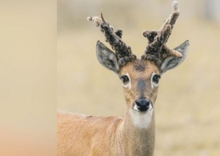 Veado com chifre estranho é avistado no Pantanal de MS e choca biólogos: ‘nunca vi’