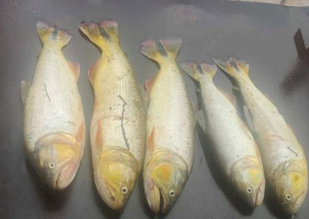 Pescador é preso após capturar Dourado