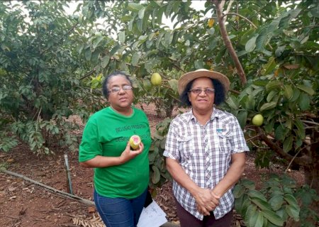 Itaporã: Pomar de goiabas com 2,5 hectares é a fonte de renda e felicidade de duas famílias