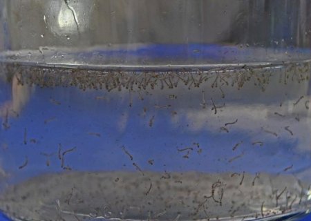 Com mais de 800 casos confirmados, dengue tem duas mortes em investigação em MS