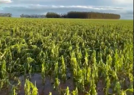 Itaporã: Forte chuva acompanhada de ventos e granizo danifica lavouras de milho no município (Vídeo)