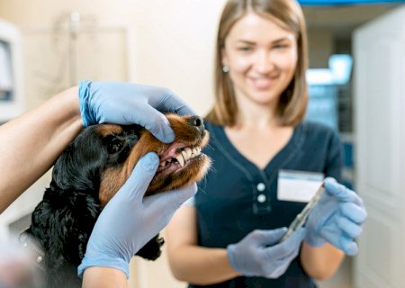 Meu pet precisa ir ao dentista? Saiba como cuidar da saúde bucal do seu bichinho