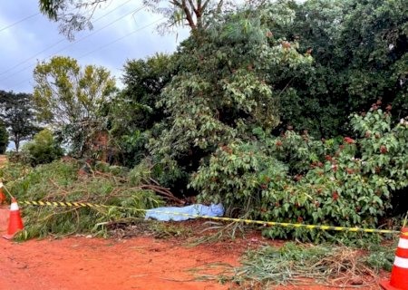 Trabalhador morre eletrocutado durante poda de árvore em  Ivinhema