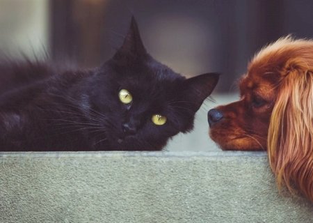 Diarreia bacteriana: risco crescente para cães e gatos
