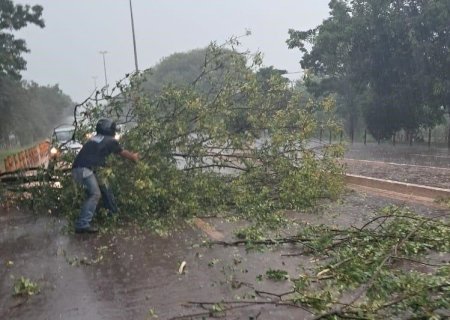 Vídeo - Árvore Cai sobre Veículo em Itaporã durante Chuva Forte