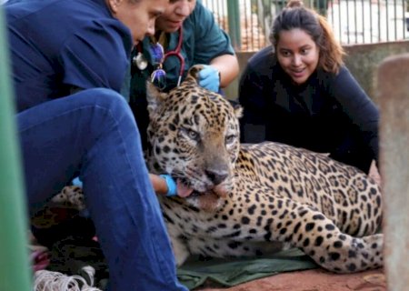 Onça-pintada que atacou caseiro deixa CRAS 13 kg mais pesada após cuidados intensivos