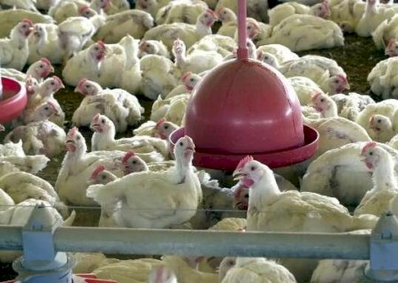 Consumo de frango e ovo segue normal para 93% dos leitores