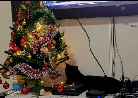 Tutora denuncia morte de gato após castração em clínica veterinária de Campo Grande