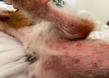 Produto de limpeza pode virar um terror na vida do cachorro; entenda