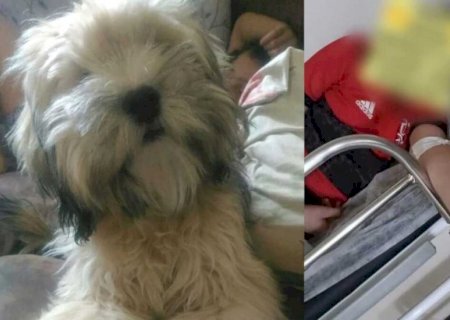 Dias depois de filho ser picado, escorpião mata cachorro de família em Campo Grande