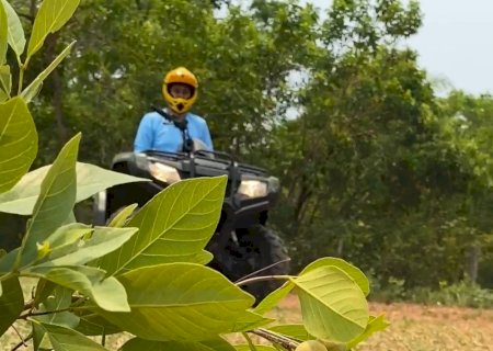 Trilha da Guavira em Bonito marca a temporada da fruta e celebra a conexão com a natureza