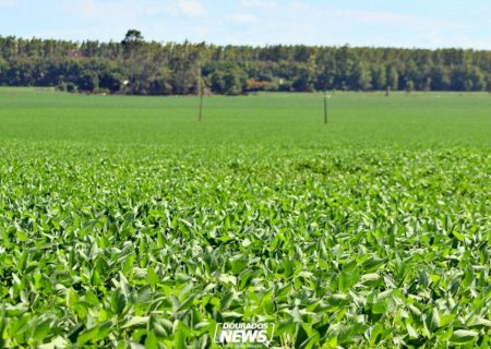 Conab estima produção de grãos na safra 2025/26 em 354,4 milhões de toneladas