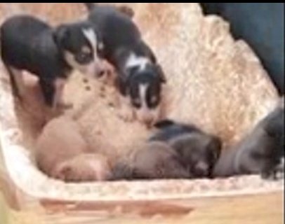 Vídeo - Associação resgata cachorra e cinco filhotes abandonados em Itaporã
