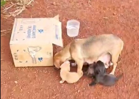 Vídeo - Itaporã: abandono de animais mobiliza apelo por resgate de cadela e seis filhotes