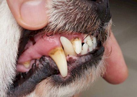 Mau h&aacute;lito n&atilde;o &eacute; normal e pode indicar doen&ccedil;a grave no seu pet