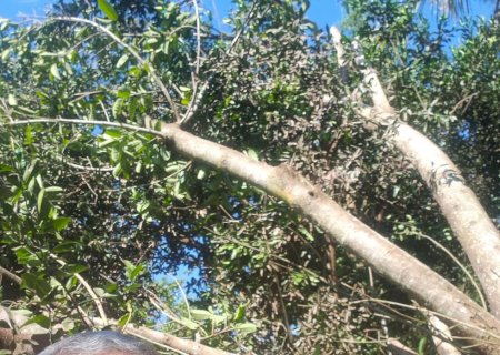 Itaporã - Árvore cai sobre residência em Montese e Defesa Civil orienta moradores (Fotos)