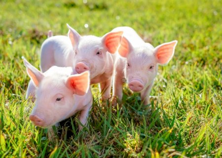 Parceria com Frimesa impulsiona produção leiteira e suinícola no Paraná e Mato Grosso do Sul