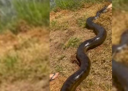 Sucuri gigante é flagrada pegando cachorro no quintal de casa em Mato Grosso do Sul