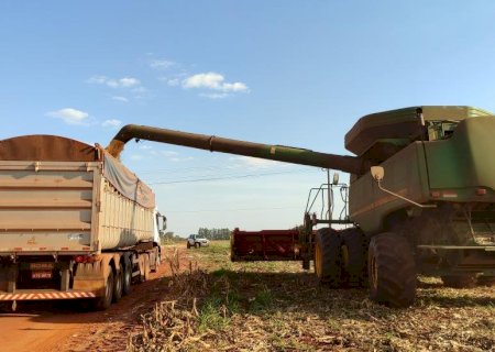 Colheita do milho deve começar com atenção voltada às condições climáticas no Estado