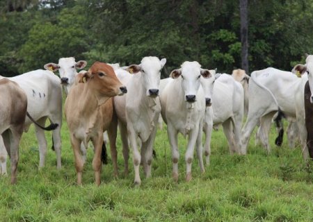 Frio derruba temperaturas e mata 83 cabeças de gado