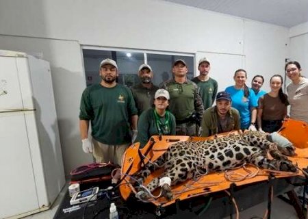 &ldquo;A bela de Corumb&aacute;&rdquo;: on&ccedil;a-pintada capturada em &aacute;rea urbana ganha nome