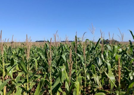 Milho segunda safra mantém cenário favorável em Mato Grosso do Sul