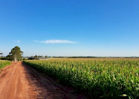 Produzir um hectare de milho custa mais de R$ 4,8 mil em MS