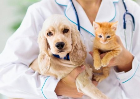 ALEMS aprova campanhas de conscientização para saúde de cães e gatos