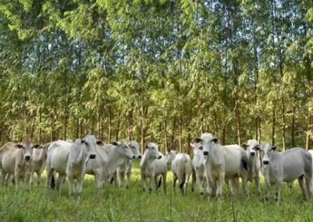 A cada 100 hectares que unem lavoura, gado e floresta, 18 est&atilde;o em MS
