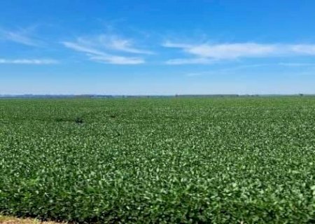 Contrata&ccedil;&atilde;o de cr&eacute;dito agr&iacute;cola recua 21% em Mato Grosso do Sul