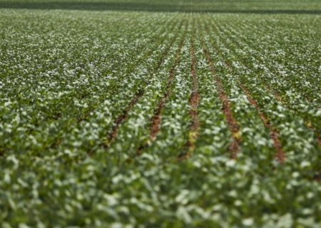 Ampliar seguro rural evitaria dívidas no agro, diz economista
