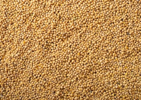 Balança comercial de MS mantém superávit de US$ 802 milhões em maio, impulsionada por soja e carne bovina