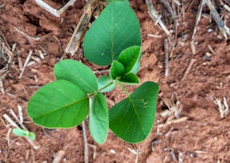 Vazio sanitário da soja já está em vigor em Mato Grosso do Sul