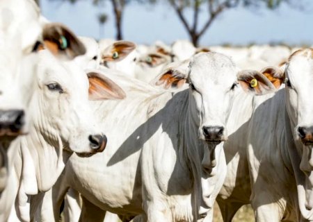 Produtores de Mato Grosso do Sul têm até segunda para atualizar rebanho na Iagro
