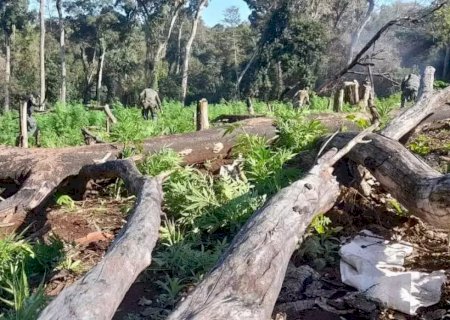 Brasil e Paraguai lançam maior ofensiva contra roças de maconha