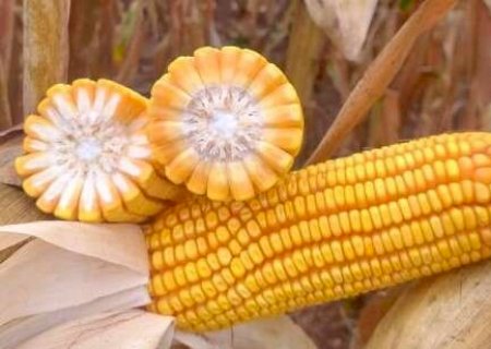 Conab mant&eacute;m proje&ccedil;&atilde;o de queda de 5,4% na safra de milho de inverno em MS