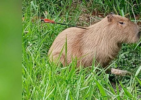 Capivara é ferida com flecha nas costas e mobiliza força-tarefa para resgate em Campo Grande
