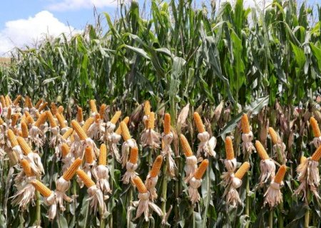 Comercializa&ccedil;&atilde;o do milho fica abaixo de 2025 e alcan&ccedil;a 43,5% da safra