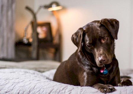 Cama, colchão ou casinha: qual opção combina mais com o seu cachorro?