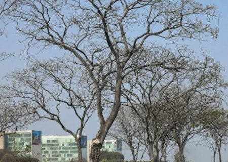 Dez estados e o DF estão sob alerta de perigo para baixa umidade
