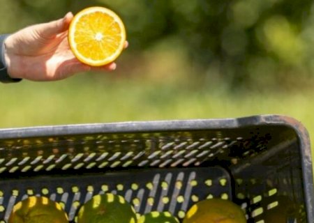 Laranja azeda de MS atrai investimento francês para produção de óleos essenciais